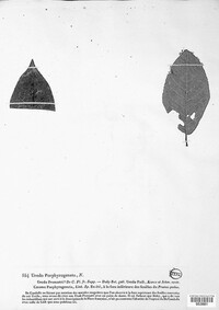 Thekopsora areolata image
